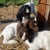 goatmommaa